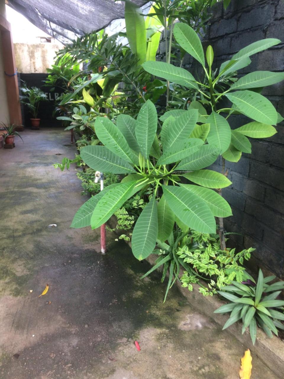 Melbao Homestay غيلي آير المظهر الخارجي الصورة